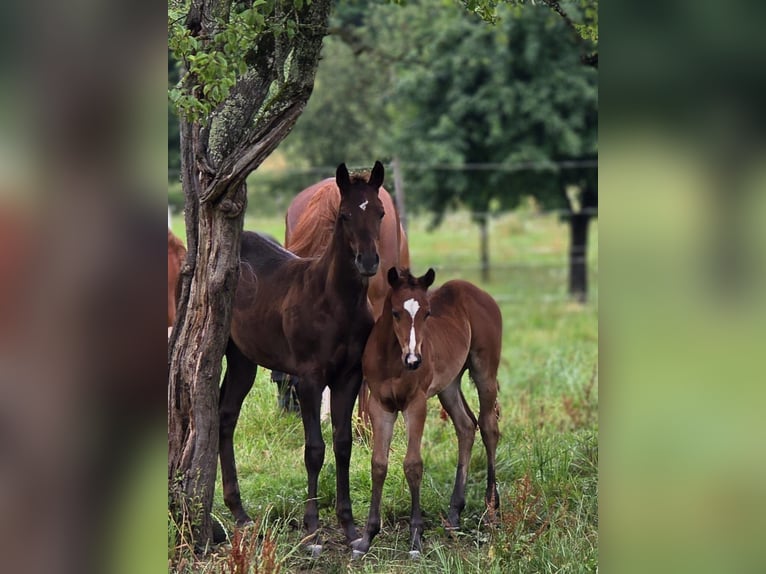 American Quarter Horse Stute 1 Jahr 145 cm Brauner in Rheinfelden