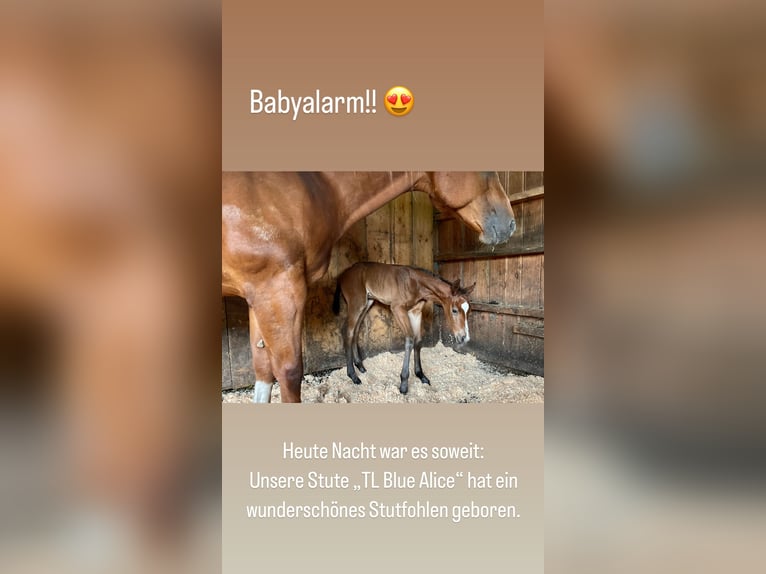 American Quarter Horse Stute 1 Jahr 145 cm Brauner in Rheinfelden