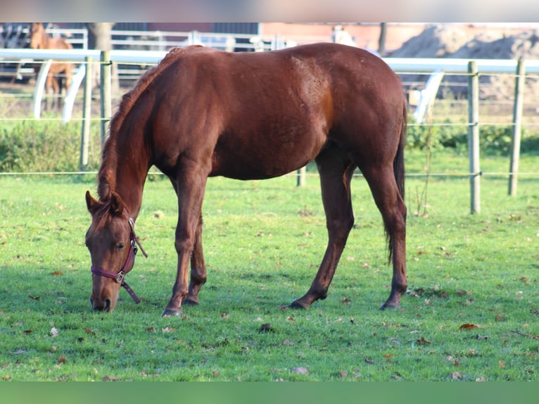 American Quarter Horse Stute 1 Jahr 145 cm Dunkelfuchs in Stabroek