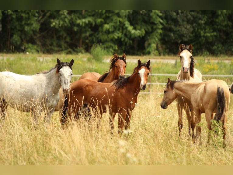 American Quarter Horse Stute 1 Jahr 146 cm Brauner in Waldshut-Tiengen