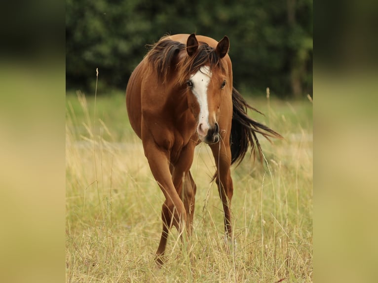 American Quarter Horse Stute 1 Jahr 146 cm Brauner in Waldshut-Tiengen