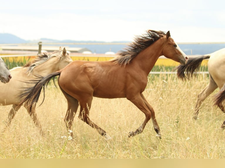 American Quarter Horse Stute 1 Jahr 146 cm Brauner in Waldshut-Tiengen