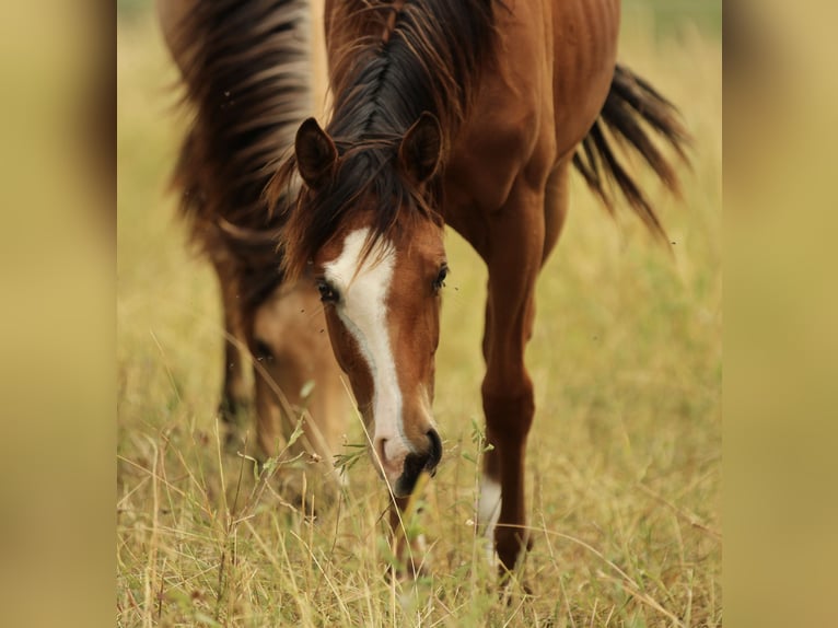 American Quarter Horse Stute 1 Jahr 146 cm Brauner in Waldshut-Tiengen