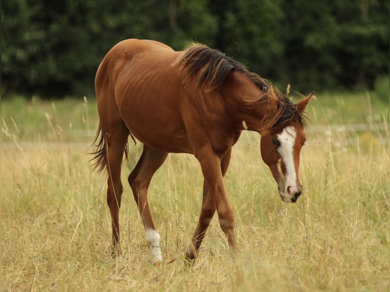 American Quarter Horse Stute 1 Jahr 146 cm Brauner in Waldshut-Tiengen