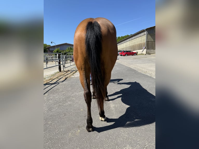 American Quarter Horse Stute 1 Jahr 147 cm Buckskin in Wipperf&#xFC;rth