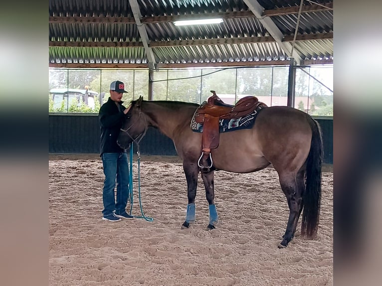 American Quarter Horse Stute 1 Jahr 147 cm Champagne in Laakdal