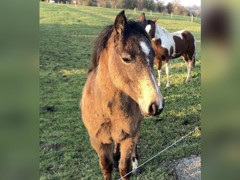 American Quarter Horse Stute 1 Jahr 148 cm Buckskin in Petit-Réderching
