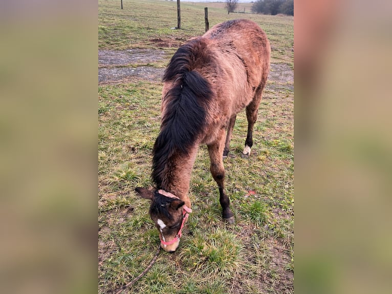 American Quarter Horse Stute 1 Jahr 148 cm Buckskin in Petit-Réderching