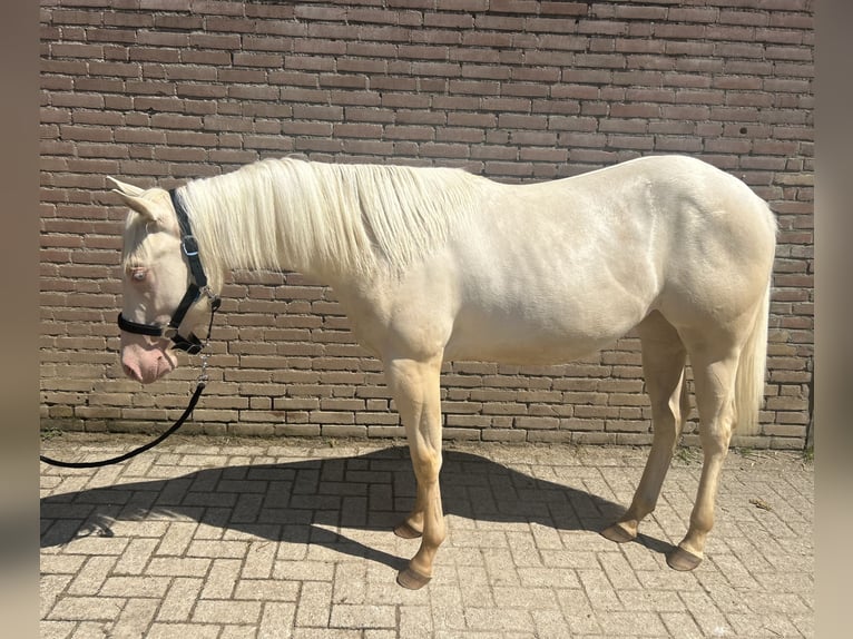 American Quarter Horse Stute 1 Jahr 148 cm Cremello in Vijlen