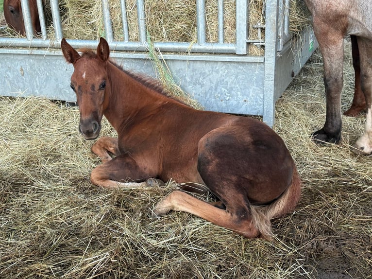 American Quarter Horse Stute 1 Jahr 148 cm Dunkelfuchs in Daleiden