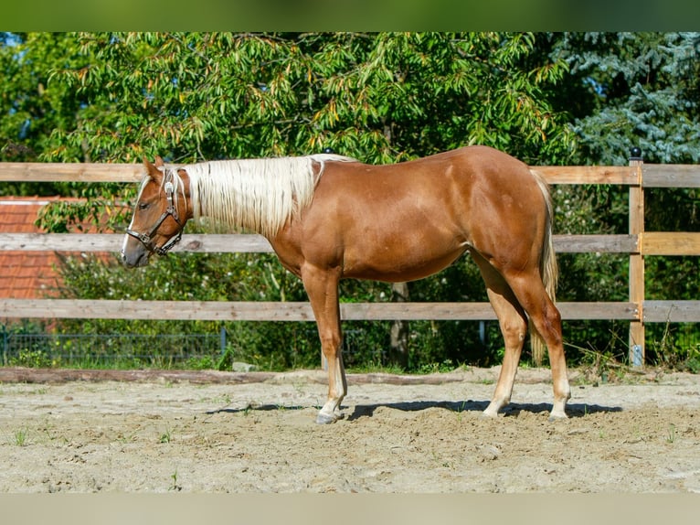 American Quarter Horse Stute 1 Jahr 148 cm Fuchs in Alfeld (Leine)