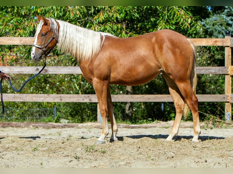 American Quarter Horse Stute 1 Jahr 148 cm Fuchs in Alfeld (Leine)