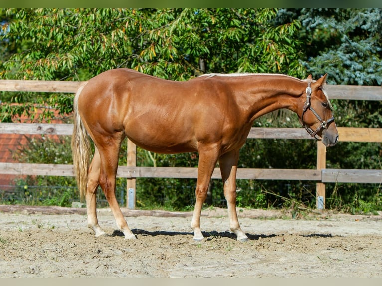American Quarter Horse Stute 1 Jahr 148 cm Fuchs in Alfeld (Leine)