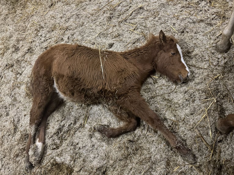 American Quarter Horse Stute 1 Jahr 148 cm Fuchs in Daleiden