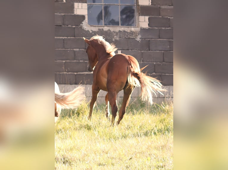 American Quarter Horse Stute 1 Jahr 148 cm Fuchs in Neukirchen bei Sulzbach-Rosenberg