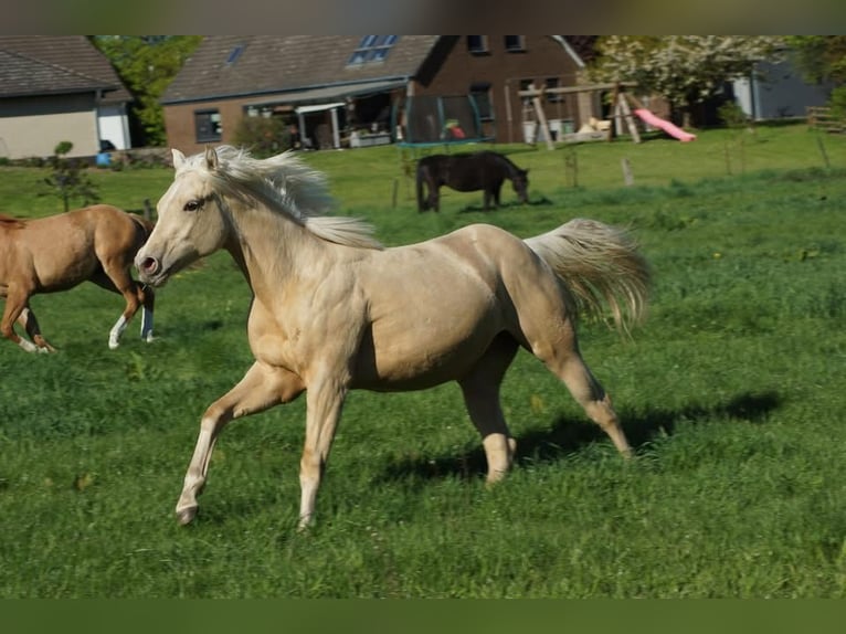 American Quarter Horse Stute 1 Jahr 148 cm Palomino in Linsburg
