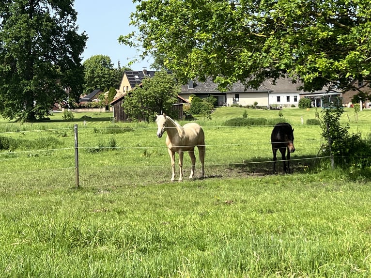 American Quarter Horse Stute 1 Jahr 148 cm Palomino in Linsburg