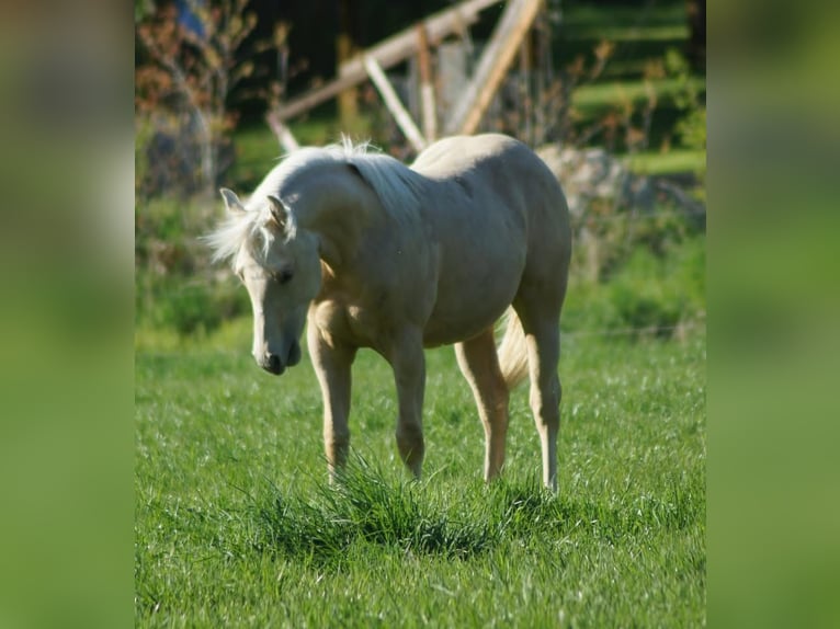 American Quarter Horse Stute 1 Jahr 148 cm Palomino in Linsburg