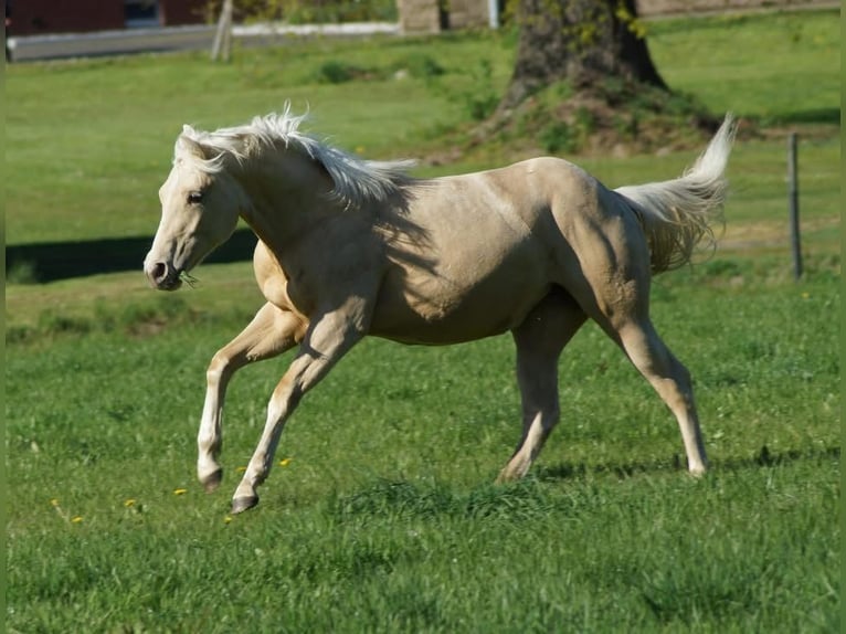 American Quarter Horse Stute 1 Jahr 148 cm Palomino in Linsburg