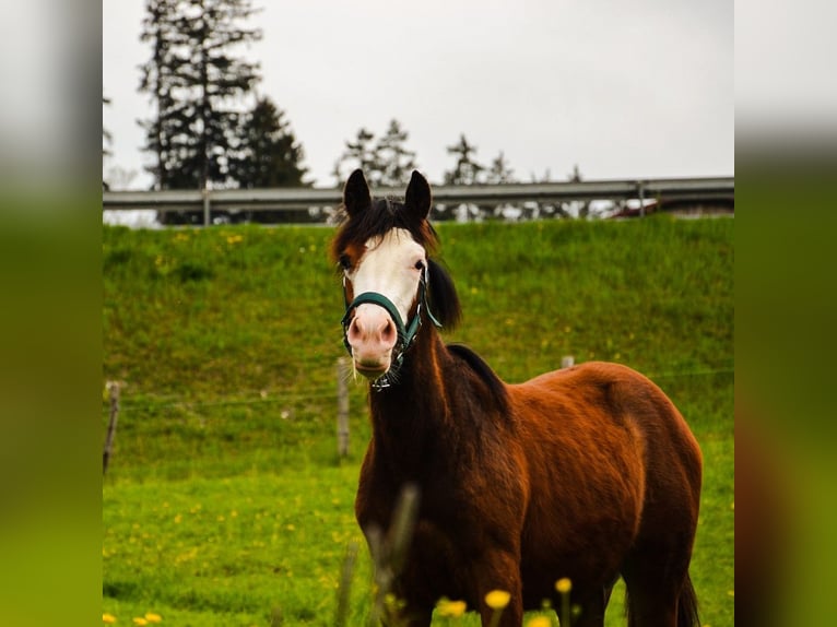 American Quarter Horse Stute 1 Jahr 148 cm Rotbrauner in Heimenkirch
