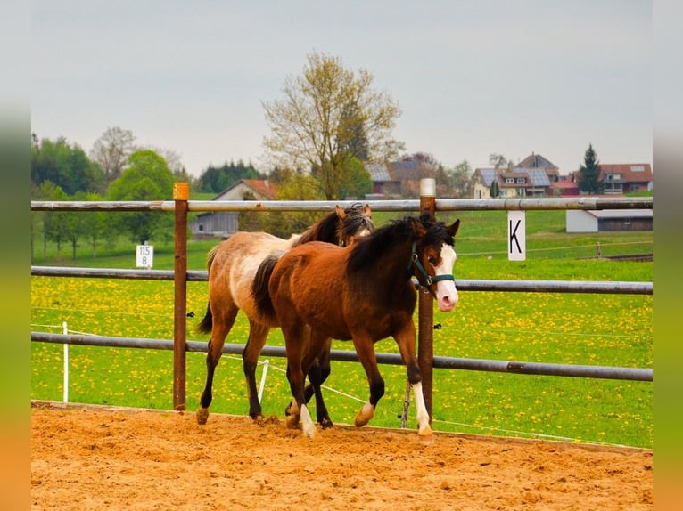 American Quarter Horse Stute 1 Jahr 148 cm Rotbrauner in Heimenkirch