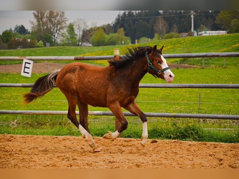 American Quarter Horse Stute 1 Jahr 148 cm Rotbrauner in Heimenkirch