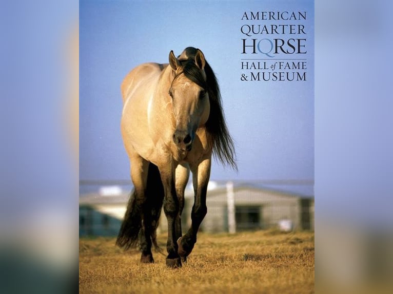 American Quarter Horse Stute 1 Jahr 149 cm Falbe in Bergen op Zoom