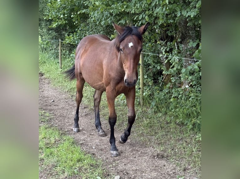 American Quarter Horse Mix Stute 1 Jahr 150 cm Brauner in Daleiden