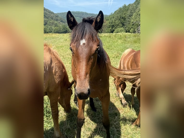 American Quarter Horse Mix Stute 1 Jahr 150 cm Brauner in Daleiden
