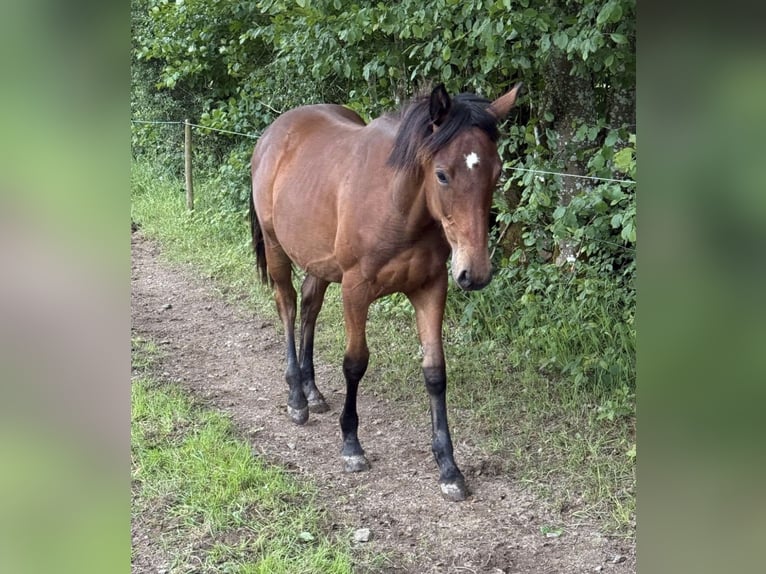 American Quarter Horse Mix Stute 1 Jahr 150 cm Brauner in Daleiden
