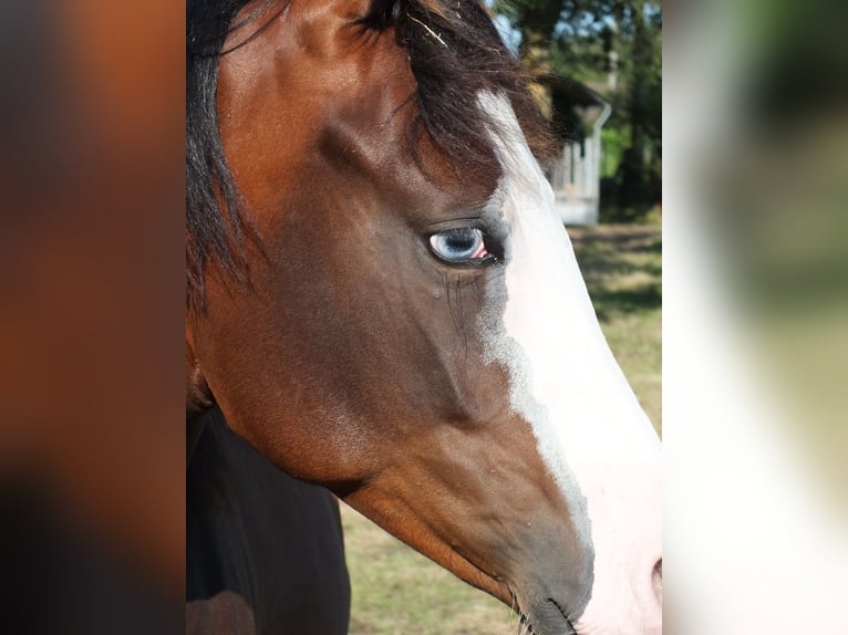 American Quarter Horse Stute 1 Jahr 150 cm Brauner in BEGIJNENDIJK