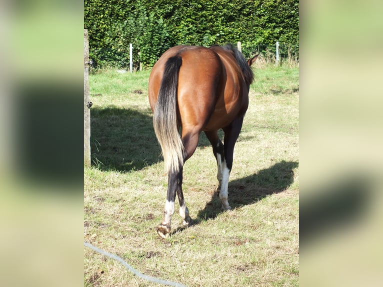 American Quarter Horse Stute 1 Jahr 150 cm Brauner in BEGIJNENDIJK