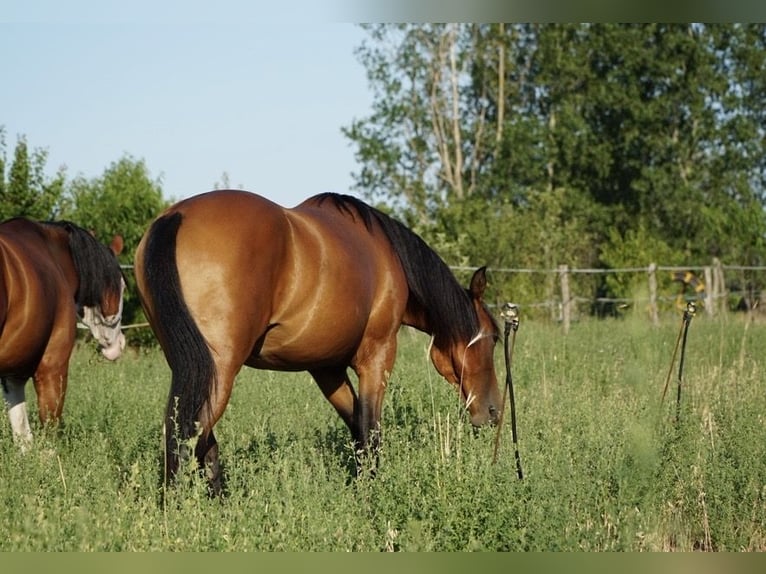 American Quarter Horse Stute 1 Jahr 150 cm Brauner in Ruzsa