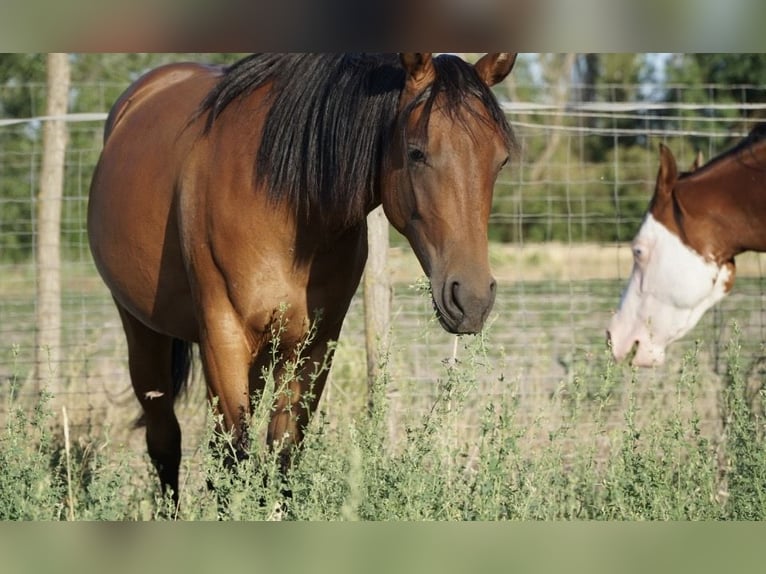 American Quarter Horse Stute 1 Jahr 150 cm Brauner in Ruzsa