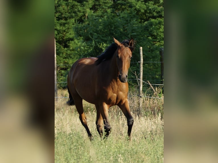 American Quarter Horse Stute 1 Jahr 150 cm Brauner in Ruzsa