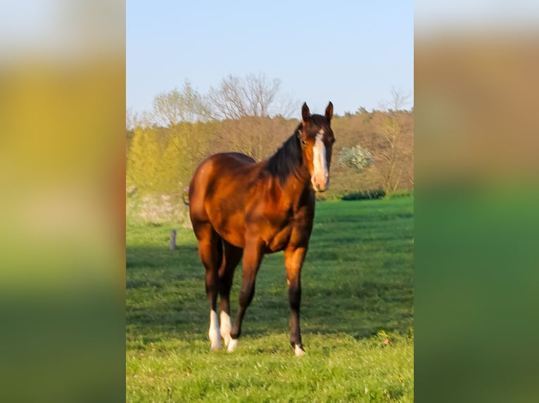 American Quarter Horse Stute 1 Jahr 150 cm Brauner in Celle