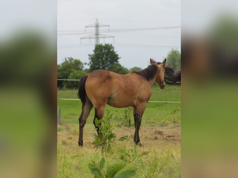 American Quarter Horse Stute 1 Jahr 150 cm Brauner in Celle