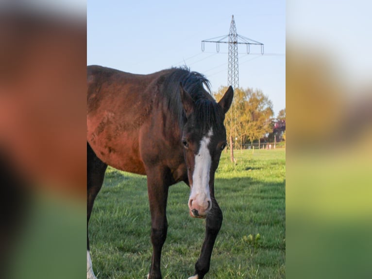 American Quarter Horse Stute 1 Jahr 150 cm Brauner in Celle