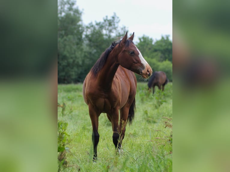 American Quarter Horse Stute 1 Jahr 150 cm Brauner in Celle