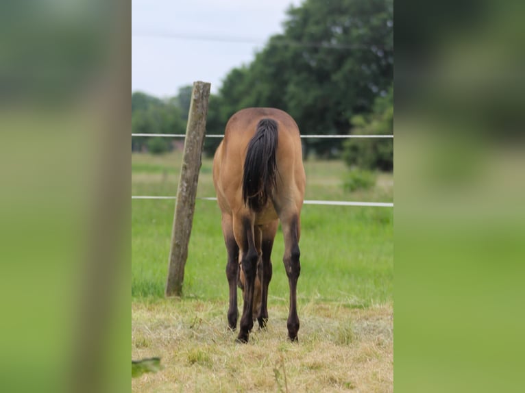 American Quarter Horse Stute 1 Jahr 150 cm Brauner in Celle