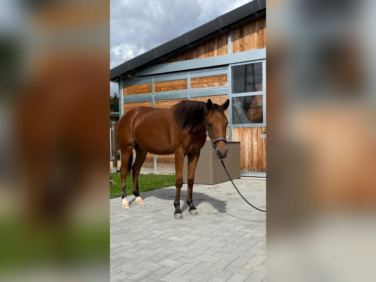 American Quarter Horse Stute 1 Jahr 150 cm Brauner in Kindelbrück