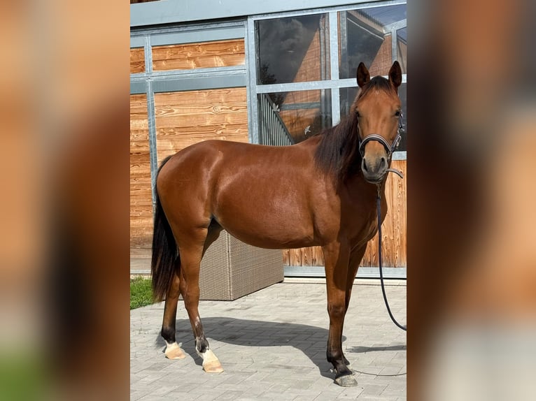 American Quarter Horse Stute 1 Jahr 150 cm Brauner in Kindelbrück