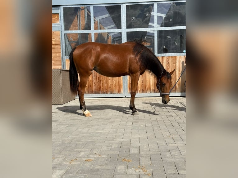 American Quarter Horse Stute 1 Jahr 150 cm Brauner in Kindelbrück