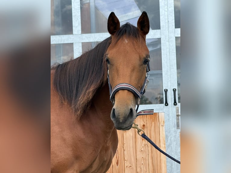 American Quarter Horse Stute 1 Jahr 150 cm Brauner in Kindelbrück