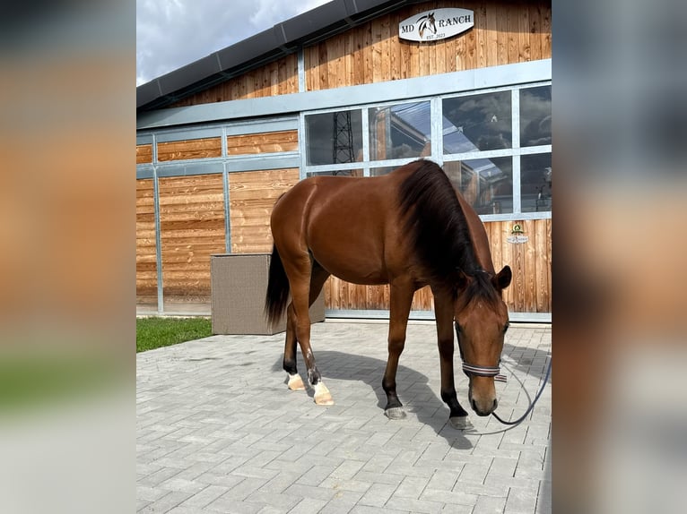 American Quarter Horse Stute 1 Jahr 150 cm Brauner in Kindelbrück