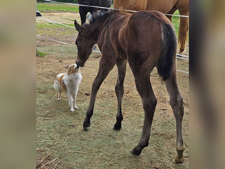 American Quarter Horse Stute 1 Jahr 150 cm Brauner in Müglitztal