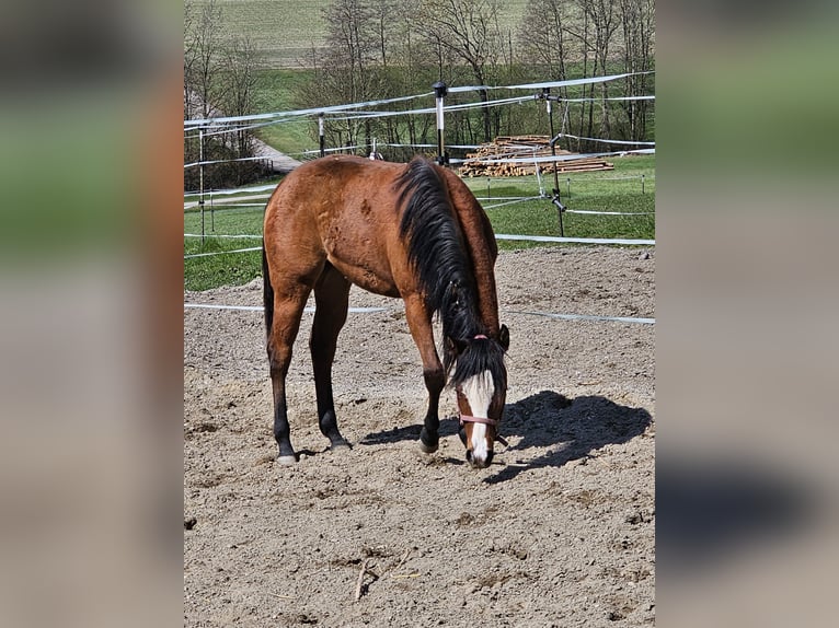 American Quarter Horse Stute 1 Jahr 150 cm Brauner in Ottnang am Hausruck