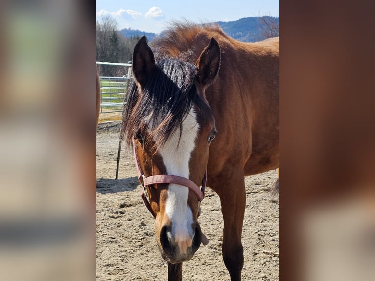 American Quarter Horse Stute 1 Jahr 150 cm Brauner in Ottnang am Hausruck