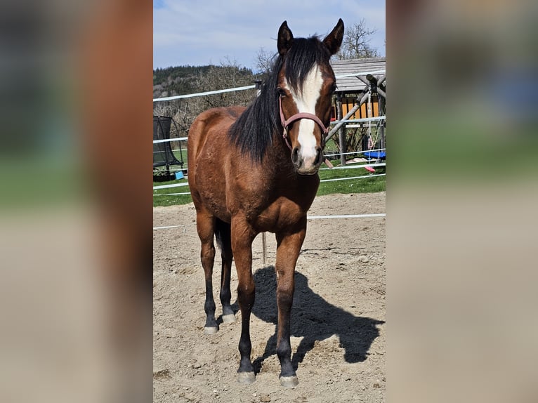 American Quarter Horse Stute 1 Jahr 150 cm Brauner in Ottnang am Hausruck