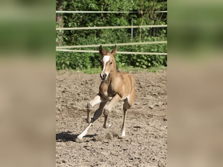 American Quarter Horse Stute 1 Jahr 150 cm Brauner in Celle